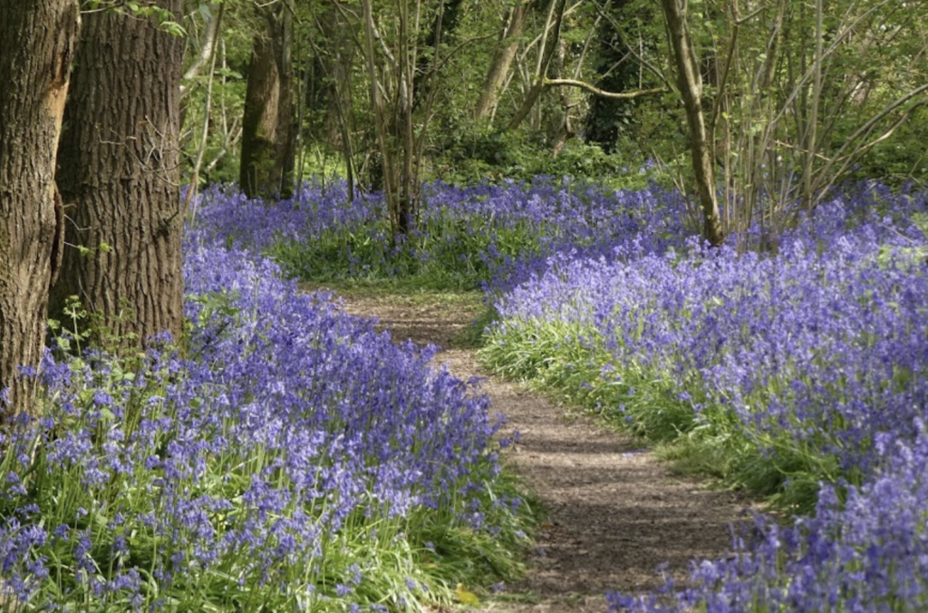 A path weaves through the bluebells and trees of Sparkford Wood near Yeovil
