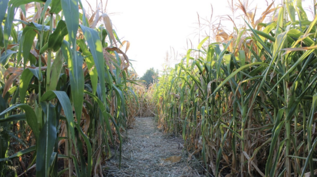A pathway between the maze at Blackmarsh Farms Maize Maze, Somerset